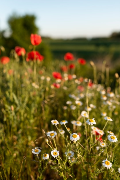 Free photo beautiful poppies in countryside field