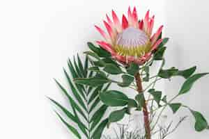 Free photo beautiful protea flower on a white background isolated