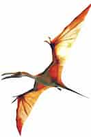 Free photo beautiful pterodactylus details