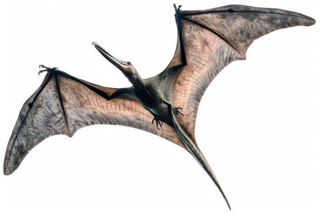 Free photo beautiful pterodactylus details