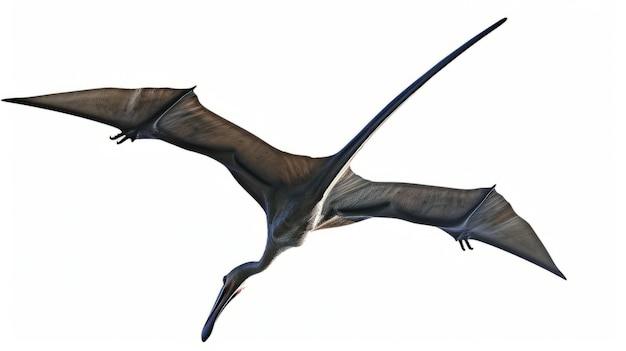 Free Photo beautiful pterodactylus details