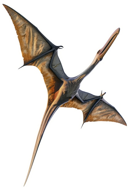 Free Photo beautiful pterodactylus details