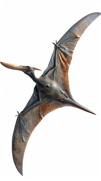 Free Photo beautiful pterodactylus details