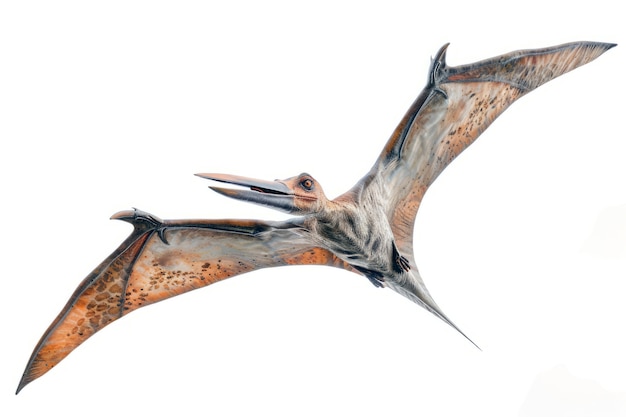 Free Photo beautiful pterodactylus details