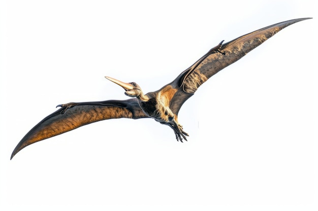 Free photo beautiful pterodactylus details