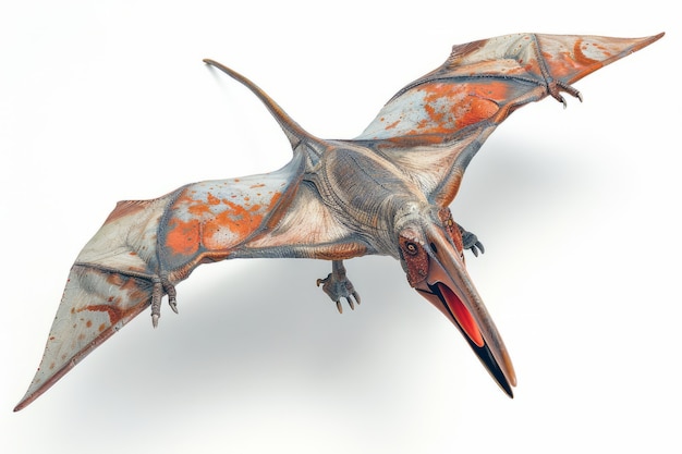 Free Photo beautiful pterodactylus details