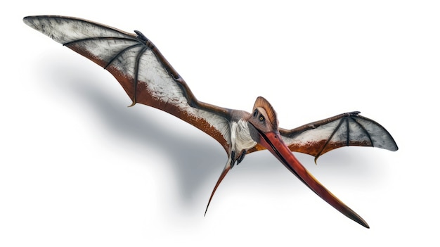 Free photo beautiful pterodactylus details