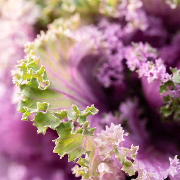 Free Photo beautiful purple flower in nature