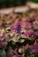 Free photo beautiful purple flowering plant with pink and green leaves