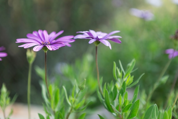 Free photo beautiful purple flowers close-up