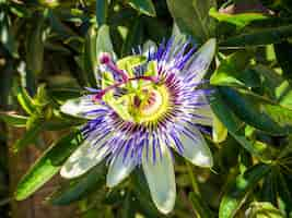 Free photo beautiful purple-petaled passionflower with green leaves