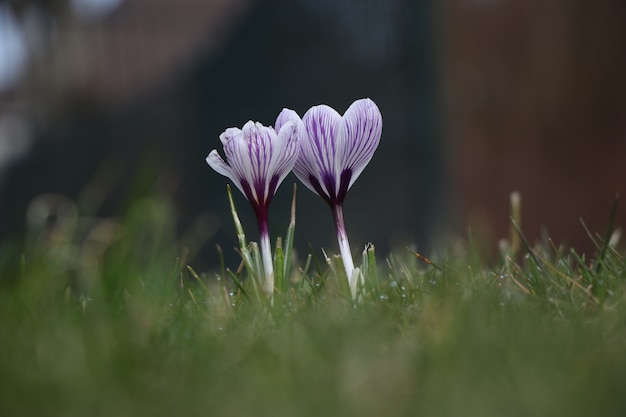 Beautiful purple-petaled spring crocus flower