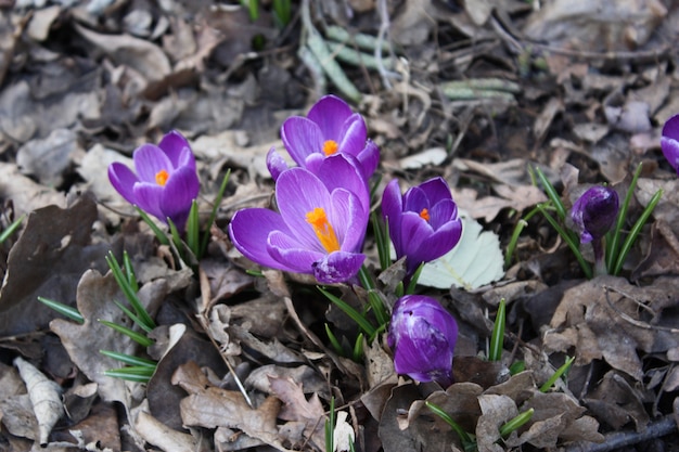 Free photo beautiful purple-petaled spring flowers surrounded by dry leaves