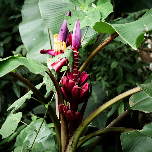 Beautiful purple tropical flower