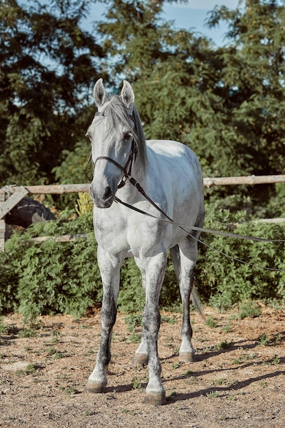 Beautiful, quiet, white horse waits in paddock. Animals on the ranch.