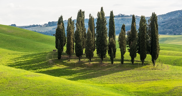 Beautiful range of tall trees in a green field during daytime