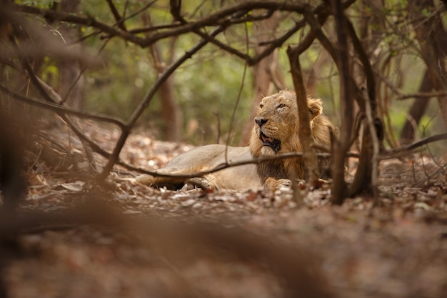 Free photo beautiful and rare asiatic lion male in the nature habitat in gir national park in india