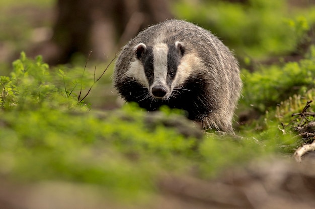 Beautiful and rare Badger in the nature habitat in Czech Republic