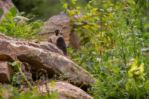 Free photo beautiful and rare falcon on the rock. bird predator.