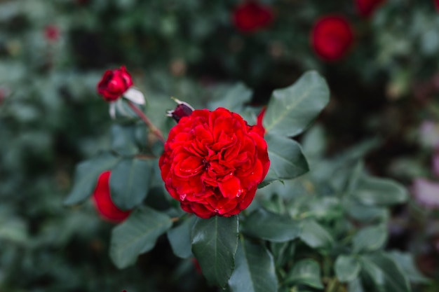 Beautiful red flower growing in botanical garden