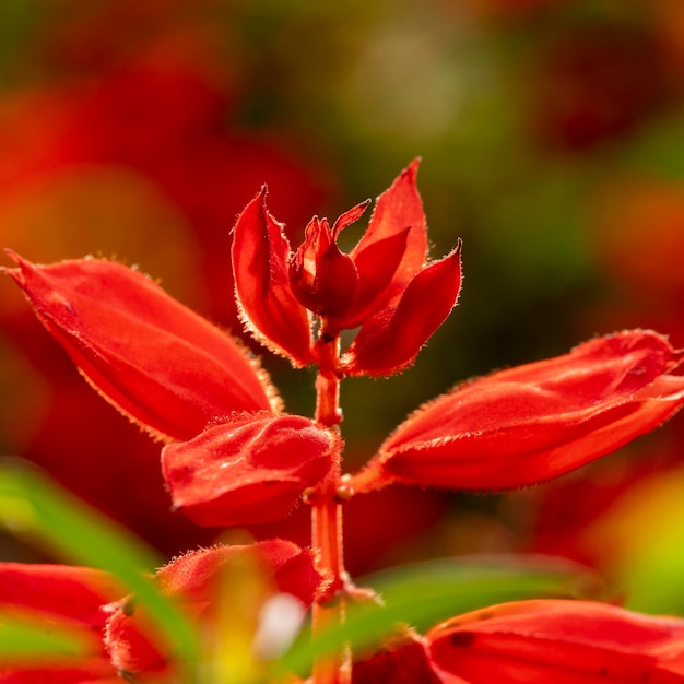 Beautiful red flower macro nature