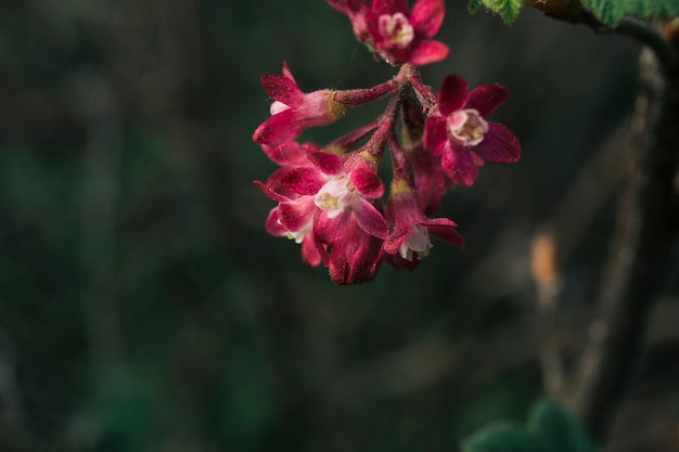 Free Photo beautiful red flowers