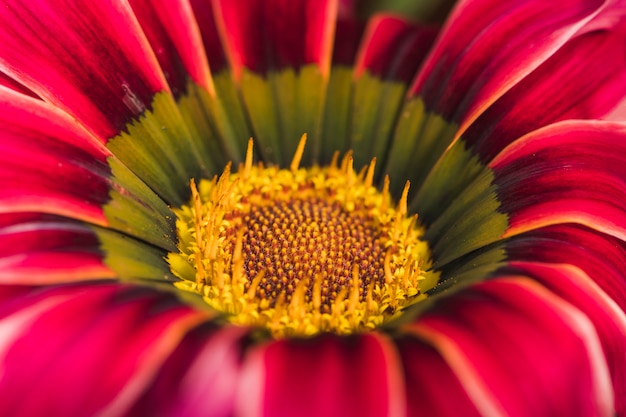 Free Photo beautiful red fresh daisy flower