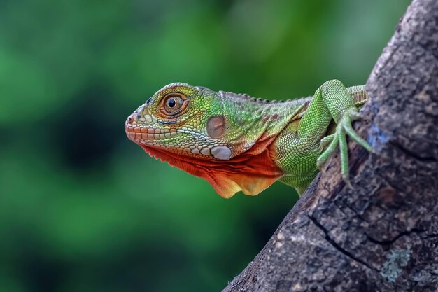 Beautiful red iguana closeup head on wood animal closeup