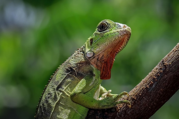 Beautiful red iguana closeup head on wood animal closeup