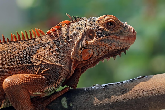 Beautiful red iguana closeup head on wood animal closeup