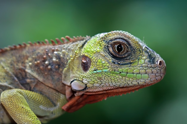 Free photo beautiful red iguana closeup head on wood animal closeup