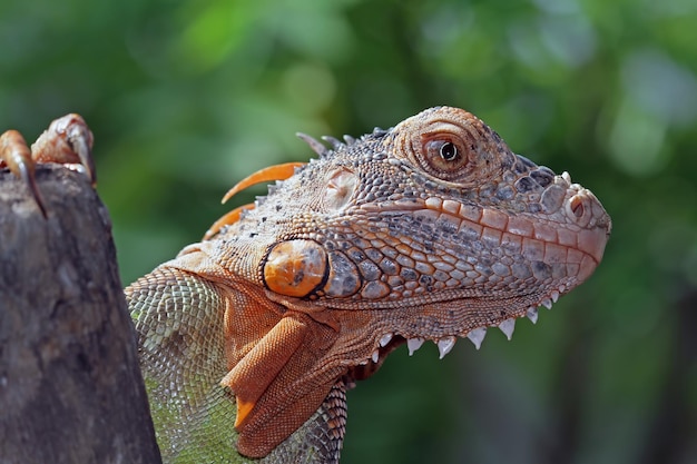 Beautiful red iguana closeup head on wood Beautiful red iguana on wood