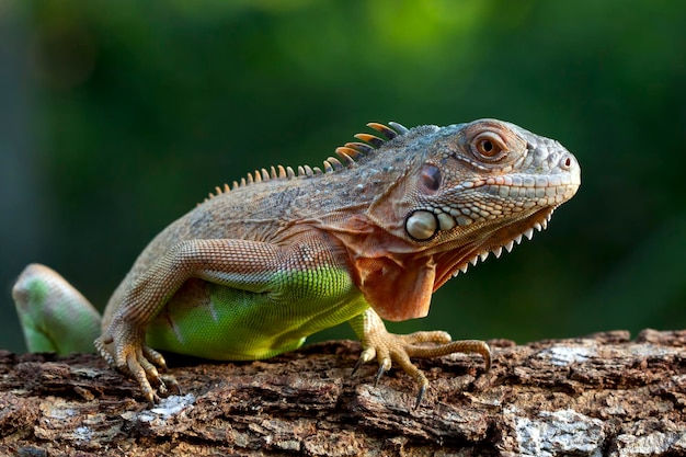 Beautiful red iguana closeup head on wood