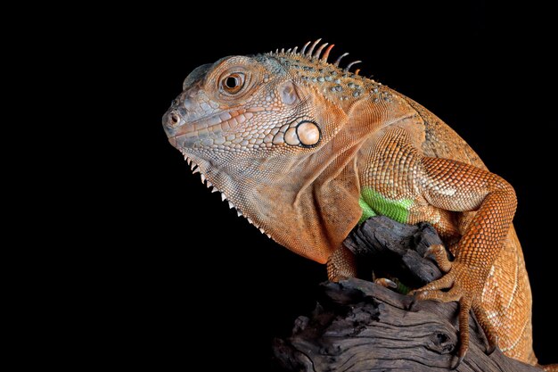 Beautiful red iguana on wood animal closeup