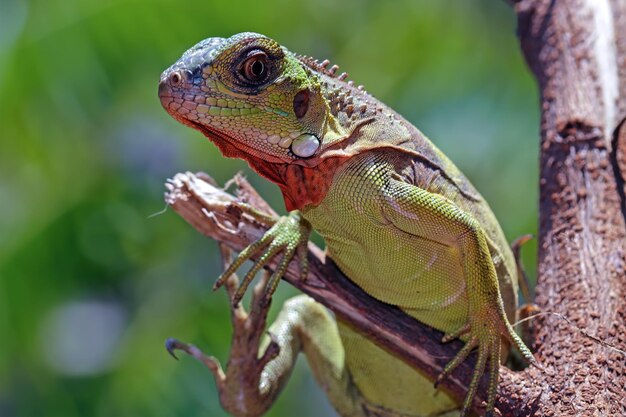 Beautiful red iguana on wood animal closeup