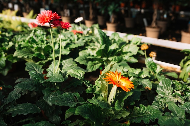 Beautiful red and orange gerbera flowers growing in greenhouse