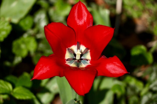 beautiful red-petaled tulip with green leaves