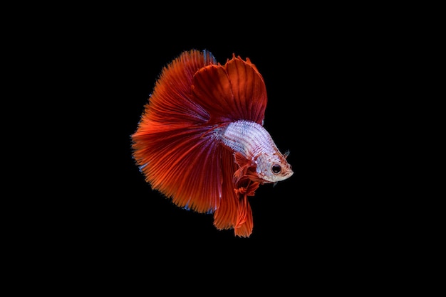 Free photo beautiful red and white betta splendens, siamese fighting fish or pla-kad in thai popular fish in aquarium