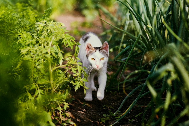 Free photo beautiful retro nature with cute cat