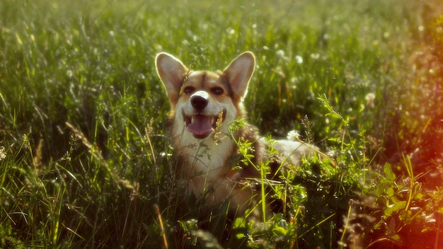 Free Photo beautiful retro nature with smiley dog