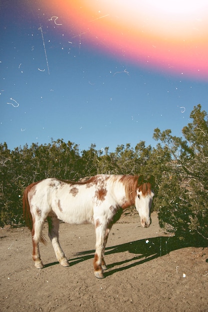 Free photo beautiful retro nature with wild horse