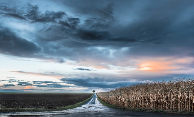 Free Photo beautiful road going through a farm and a cornfield with a tree at the end under the colorful sky