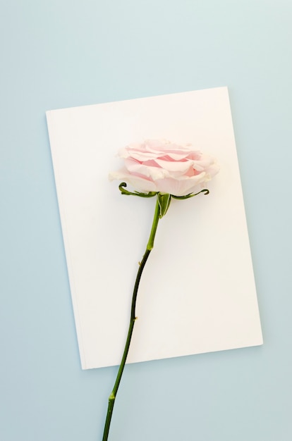 Free photo beautiful rose on empty card