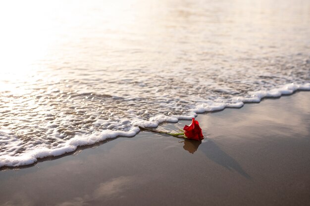 Beautiful rose left on the beach with wavy water