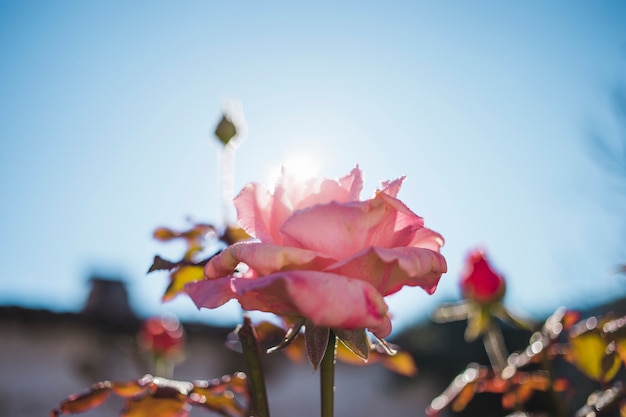 Free photo beautiful rose with sky background