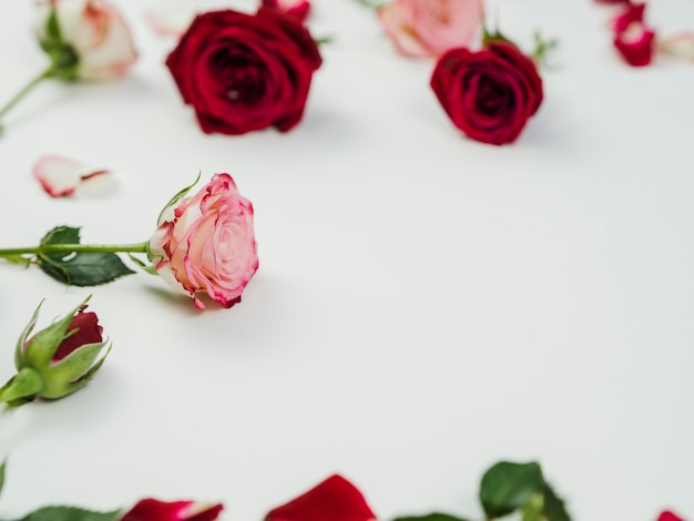 Beautiful roses on plain background