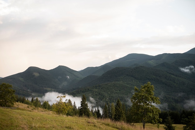 Beautiful rural view with trees