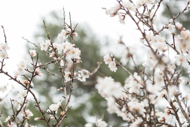 Free photo beautiful scene of twigs with almond blossoms