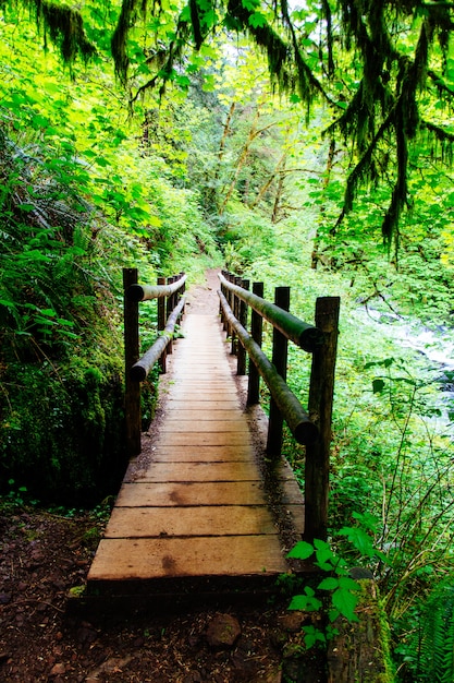 Beautiful scenery of an amazing wild forest with breathtaking greenery