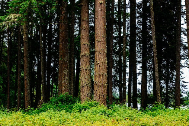 Beautiful scenery of an amazing wild forest with breathtaking greenery